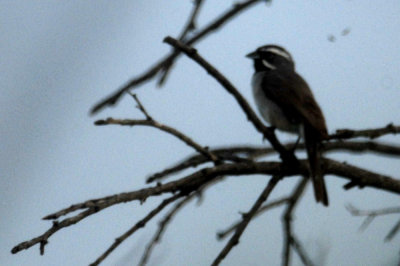 613cooks 060blackthroatedsparrowweb.jpg