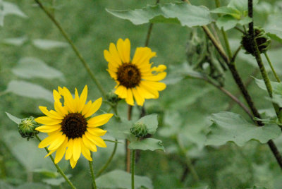 623cooks 006sunflowerweb.jpg