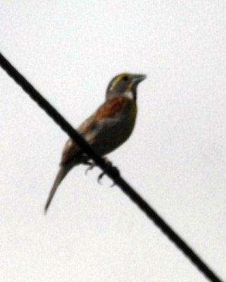 628ccooks 008dickcisselweb.jpg