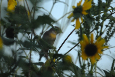 628iphone 069dickcisselweb.jpg