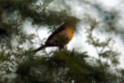 628iphone 073dickcisselweb.jpg