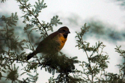 628iphone 086dickcisselweb.jpg