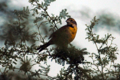 628iphone 087dickcisselweb.jpg