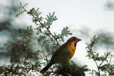 628iphone 092dickcisselweb.jpg