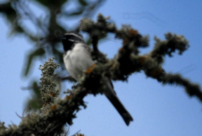 711cooks 050blackthroatedsparroweb.jpg