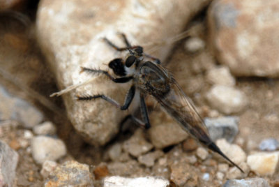 711cooks 057robberflyweb.jpg