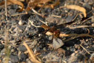 Cook's Slough Nature Park