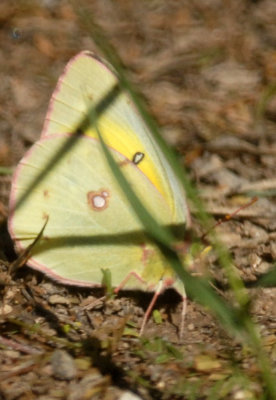 Spring in Uvalde  Bird Guiding Again in Uvalde County...