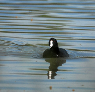 42coo 015coot.jpg