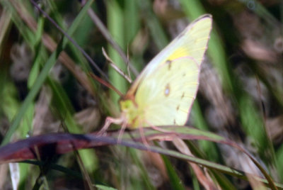 42coo 030orangesulphur.jpg