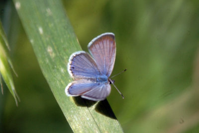 42coo 095blue.jpg