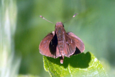 42coo 113clouded skipper.jpg