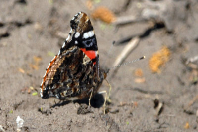 42cosks2 133redadmiral.jpg