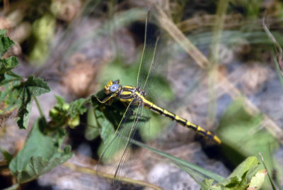 44cooks 062sulfurtippedclubtail.jpg