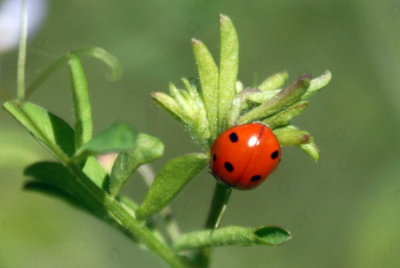 44cooks 064ladybug.jpg