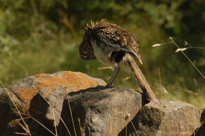 56T0S2 062ROADRUNNER2.jpg