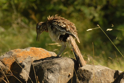 56T0S2 063ROADRUNNER.jpg
