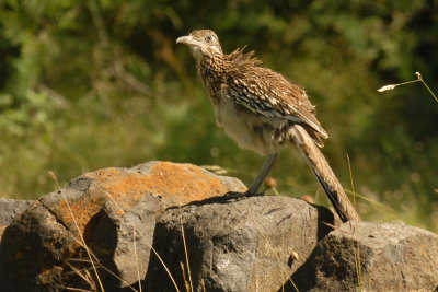 56T0S2 064ROADRUNNER.jpg