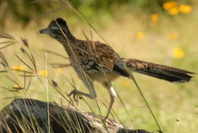 56T0S2 067ROADRUNNER.jpg