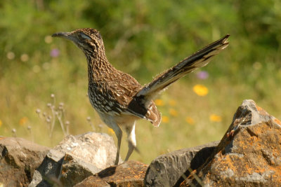 56T0S2 072ROADRUNNER.jpg