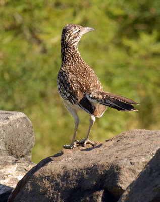 56T0S2 076ROADRUNNER.jpg
