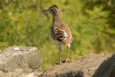 56T0S2 080ROADRUNNER.jpg