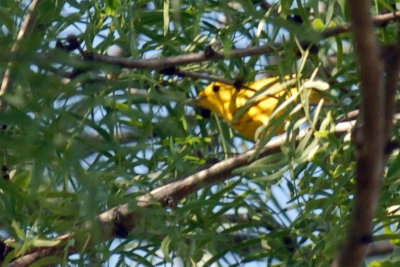 56T0S2 104YELLOWWARBLER.jpg