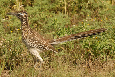 56T0S2 111ROADRUNNER.jpg