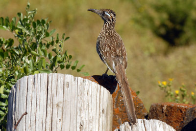 56T0S2 112ROADRUNNER.jpg