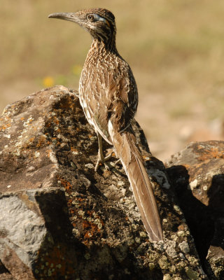 56T0S2 118ROADRUNNER.jpg