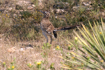 56T0S2 0871ROADRUNNER.jpg
