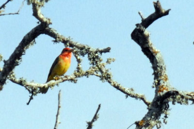 57tos3 029SUMMERTANAGER.jpg
