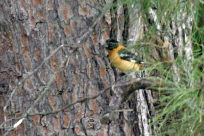 58TOS3 009BLACKHEADEDGROSBEAK.jpg