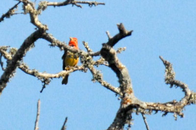 57tos3 028summertanager.jpg