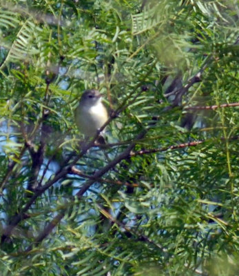 57tos3 057bellsvireo.jpg