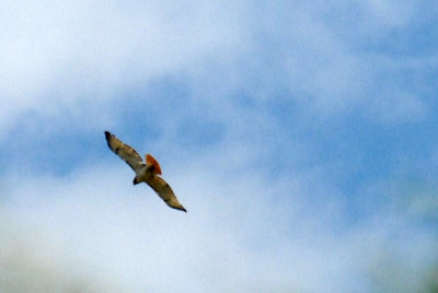 57tos4 013redtail.jpg