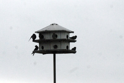 58TOS3 018purplemartins.jpg
