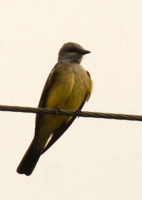 522UVALDE 004KINGBIRD.jpg