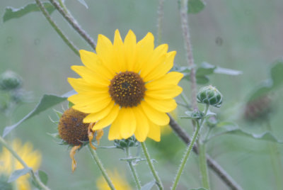 522UVALDE 010SUNFLOWER.jpg