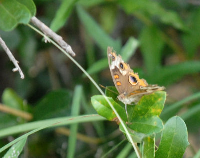 boerne butterfly count