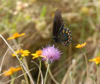 624boernebutterfly 040piipevineswallowtail.jpg