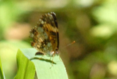 624butterflies 084silverycheckerspot.jpg
