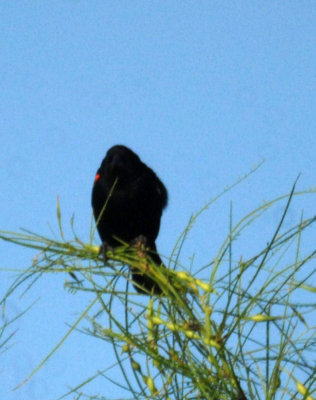 713cooks 031redwingedblackbird.jpg