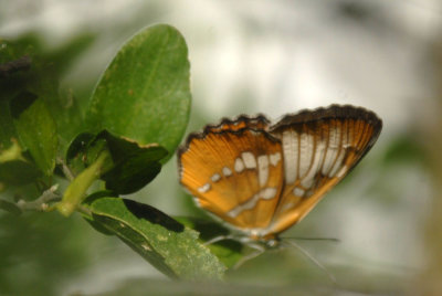 Cook's Slough Nature Park: Uvalde Fall 2016