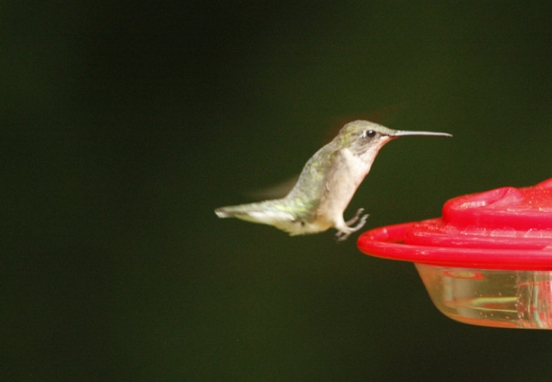 Hummer _MG_0415.jpg