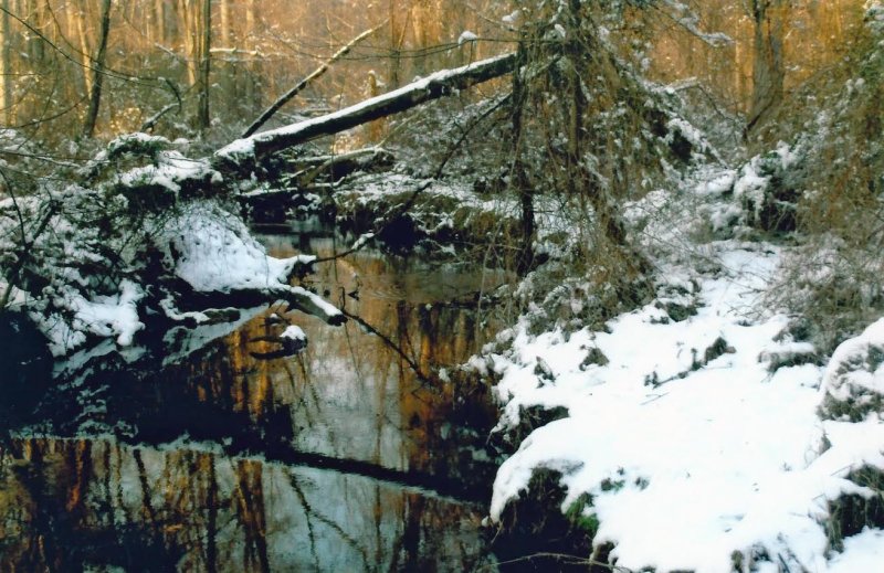 Winter.jpg