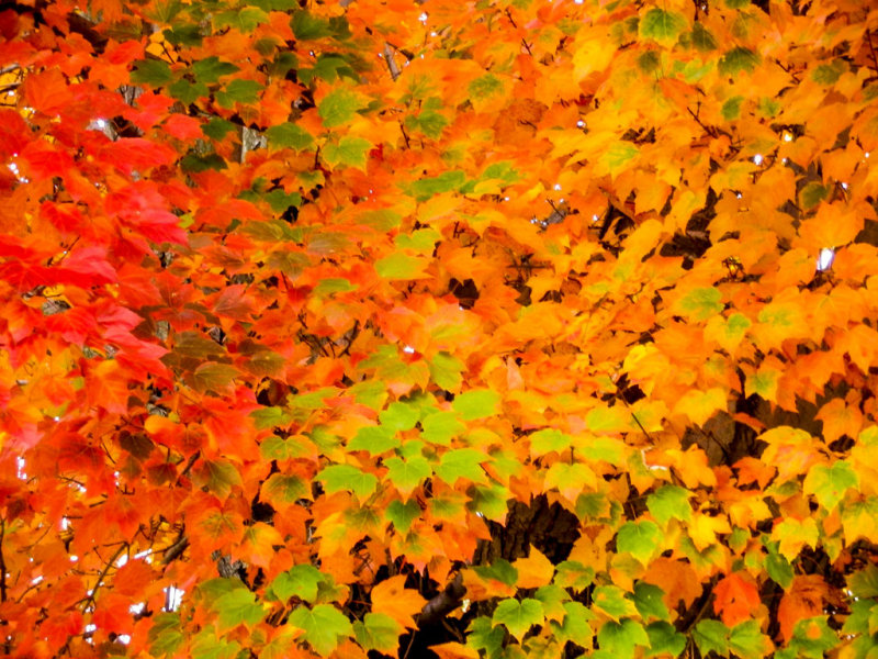 Leaves.jpg