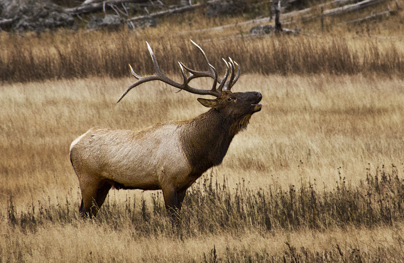 elk bugling.jpg