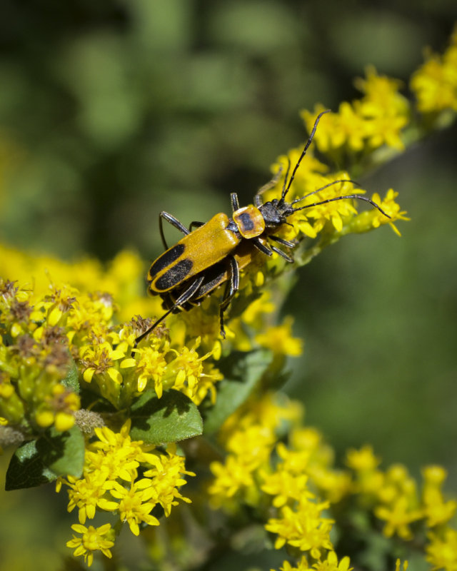 X-rated Beetles .jpg