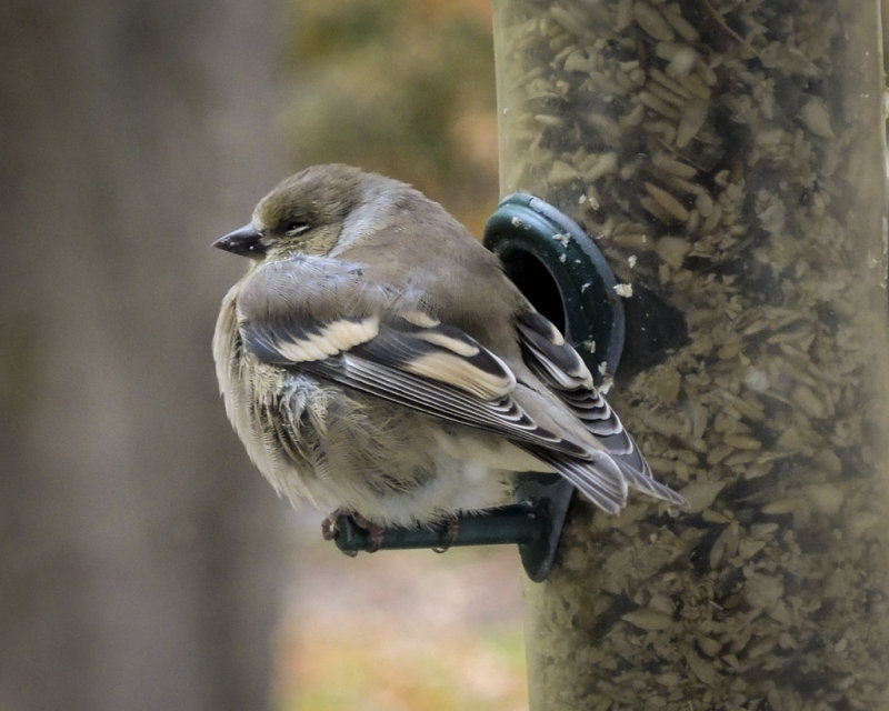 Winter goldfinch.jpg